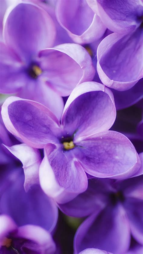 Pin By Mint On Wallpapers Iphone Purple Wallpaper Flowers