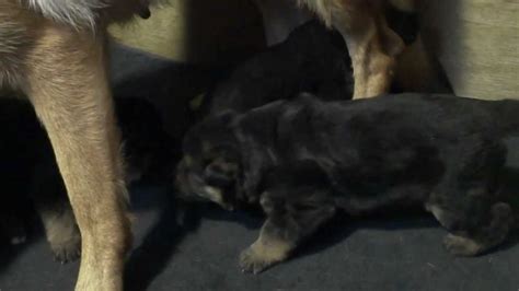 Check spelling or type a new query. 2 Week Old German Shepherd Puppies For Sale - YouTube