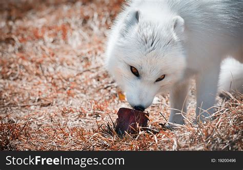 Arctic Fox Eating Free Stock Images And Photos 19200496