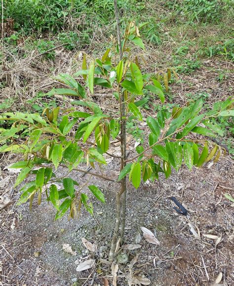 Mengenal durian duri hitam alias black thorn atau durian ochee dukung mata air nurserry dengan like, subscribe dan share. Warisan Petani: November 2016