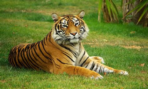 Arriban Al Pa S Cuatro Tigres De Bengala Desde Sevilla