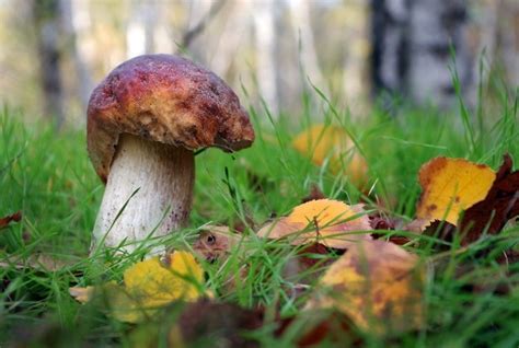 Premium Photo White Mushroom Close Up Cep Mushroom Growing In Autumn