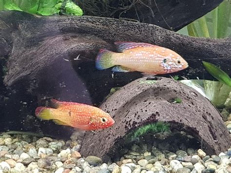 Jewel Cichlid Full Care Guide Breeding Tank Size And Disease