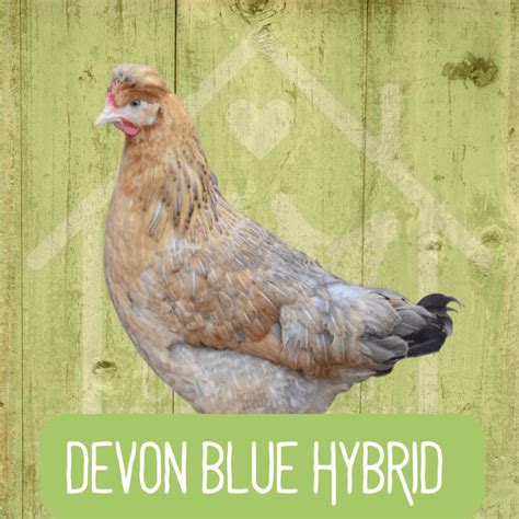 Devon Blue 2024 Chickens To Your Door