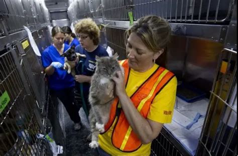 Search For Alabama Pets Continues Weeks After Tornadoes Life With Cats