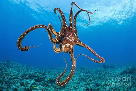 Hawaii Day Octopus Octopus Cyanea Photograph By Dave Fleetham