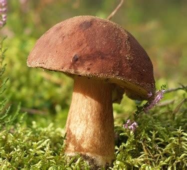 The english word fungus is directly adopted from the latin fungus (mushroom), used in the writings of horace and pliny. Grzyby - skarb z polskich lasów - Skawina24 - lokalne ...