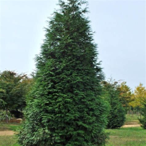 Onlineplantcenter 1 Gal Green Giant Arborvitae Tree T131512 The Home