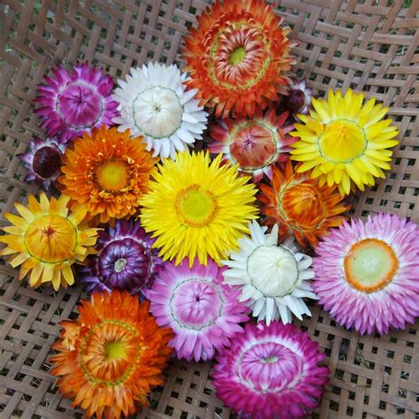 Strawflower Monstrosum Mix Organic Adaptive Seeds