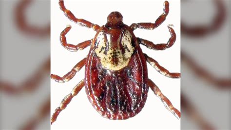 Heres Why You Might Be Seeing More Ticks In Saskatoon This Spring