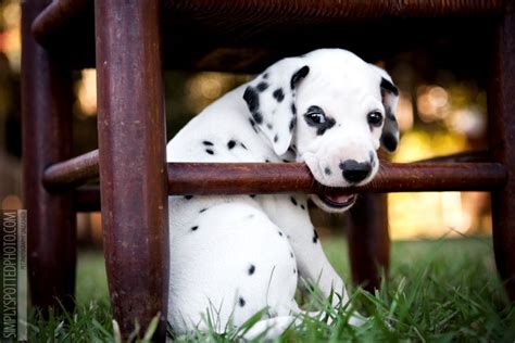 Dalmatian Puppy Photography Dalmatian Puppy Dalmatian Spotty Dog