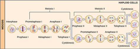 Meiosis I Vs Meiosis Ii Difference And Comparison Diffen
