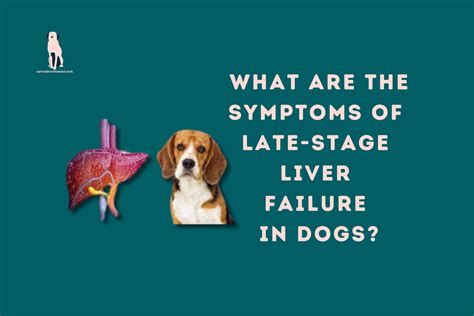 What Are The Symptoms Of Late Stage Liver Failure In Dogs Canine