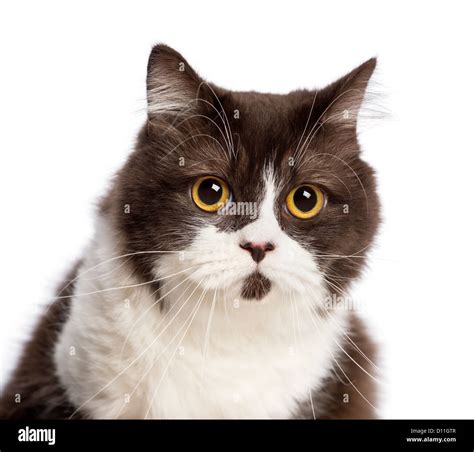 Close Up Of A British Longhair Cat Against White Background Stock Photo