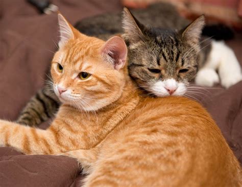 How To Introduce A New Cat To Resident Cat Cat Lovster
