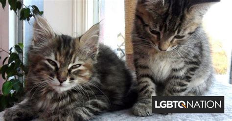 a lesbian couple held a kitten hour at their wedding instead of a cocktail hour lgbtq nation