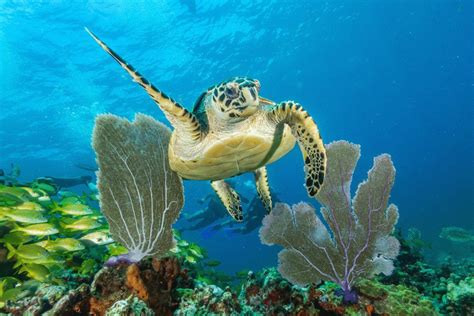 The Mesoamerican Barrier Reef A Wonderland Of Sea Life