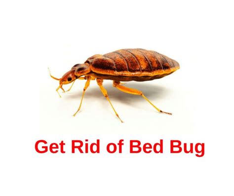 Get Rid Of Bed Bugs Naturally Agriculturegoods
