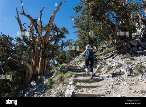 Female Hiker Climbs Steps In The Ancient Bristlecone Pine Forest