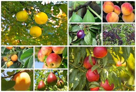 12 Full Sized And Dwarf Fruit Trees To Grow In Usda Zone 7