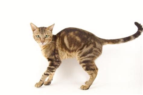 Sokoke Cat Origin Characteristics Care Health