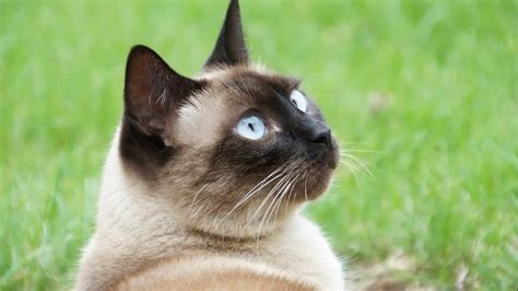 Siamese Cat History Of Breed Youtube