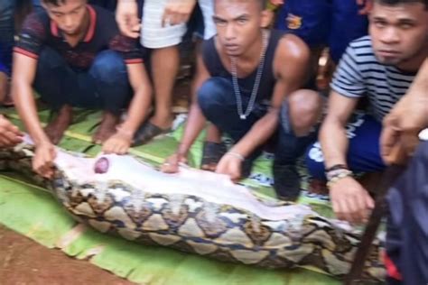 23 Foot Long Python Swallows Entire Woman In Indonesia