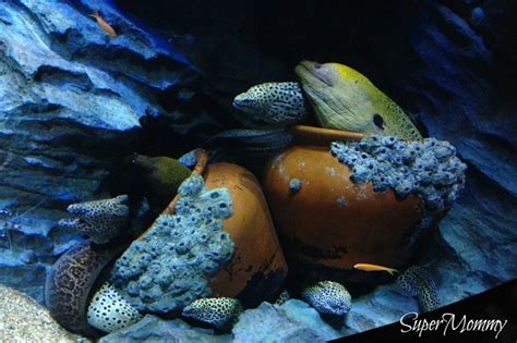Sea Aquarium Resorts World Sentosa Review