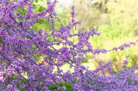 What Are The Purple Trees Blooming Right Now Flowering Spring Trees