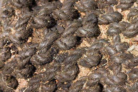 25 Best Free Rope Textures For Download Graphicsbeam