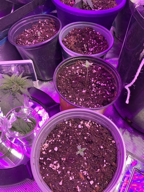 Sonoma Seeds Purple Kush Autoflower Grow Journal Week1 By Smylinpupil
