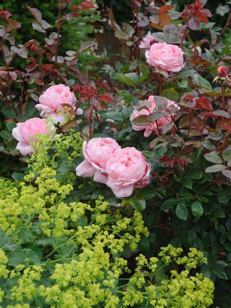 Prepare a spot for these in your garden! The Most Fragrant Shrubs - Types of Shrubs | HGTV ...