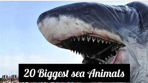 20 Biggest Sea Animals Youtube