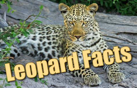 Today, more than 30,000 species are threatened with extinction. Leopard Facts For Kids - Information, Pictures & Activities