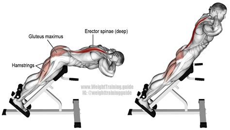 Hyperextension A Compound Exercise For Back Legs And Glutes Visit