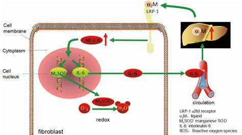 Alpha 2 Macroglobulin As A Radioprotective Agent A Review Chen Chinese Journal Of Cancer