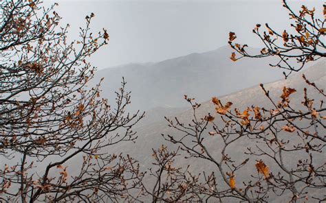 Download Wallpaper 1920x1200 Trees Mountains Fog Autumn Landscape