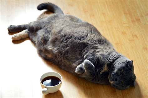 Five Ways Being Overweight Can Harm Your Cats Health Clinical