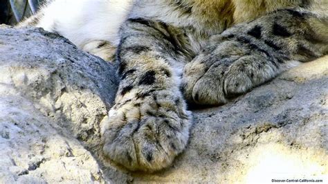 Big Paws Big Cats Paw Santa Barbara Zoo