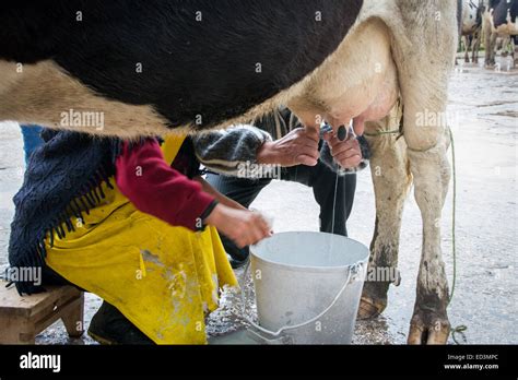 Lernen, eine Kuh Melken von Hand Stockfotografie - Alamy