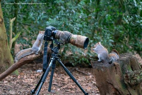The Winners Of The 2019 Comedy Wildlife Photography Awards Are In 12