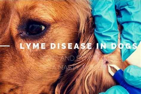 Symptoms Of Lyme Disease In Dogs
