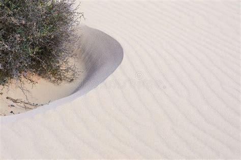Plants In The Sahara Desert Tassili N Ajjer National Park Algeria