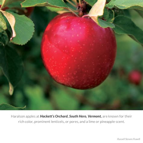 2022 New England Apples Calendar Is Here New England Apples