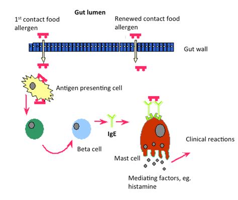 Schematic Representation Of The Response In The Body To A Food Allergy