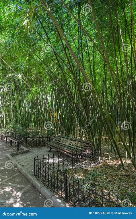 Green Park With Road Path To Bamboo Trees Alley Nice And Comfortable