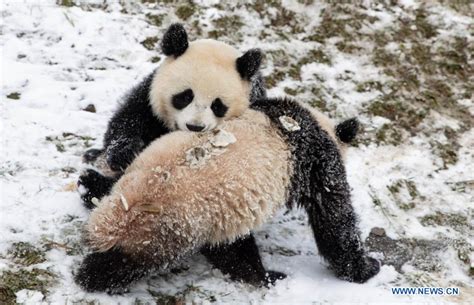 Giant Pandas Play After Snow In Wolong National Nature Reserve Life