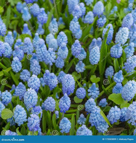 Beautiful Little Blue Flowers Stock Image Image Of Blossom Festive