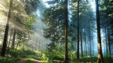 Morning In The Forest Wallpaper Engine Download Wallpaper Engine