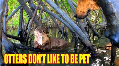 Incredible Things Japan's Pet Otters Never Knew They Could Do In